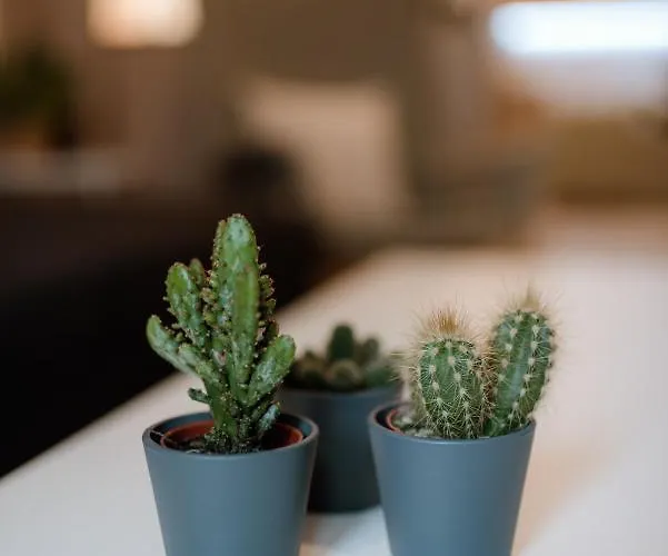 Urban Jasmine Apartamento *